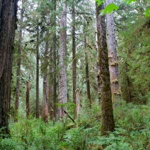 20140814-142821-olympic national park-0394