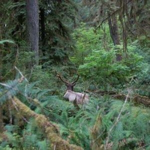 20140814-153242-olympic national park-0417