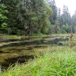 20140814-163518-olympic national park-0422