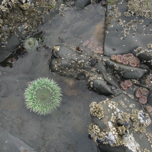 20140815-101439-olympic national park-0249